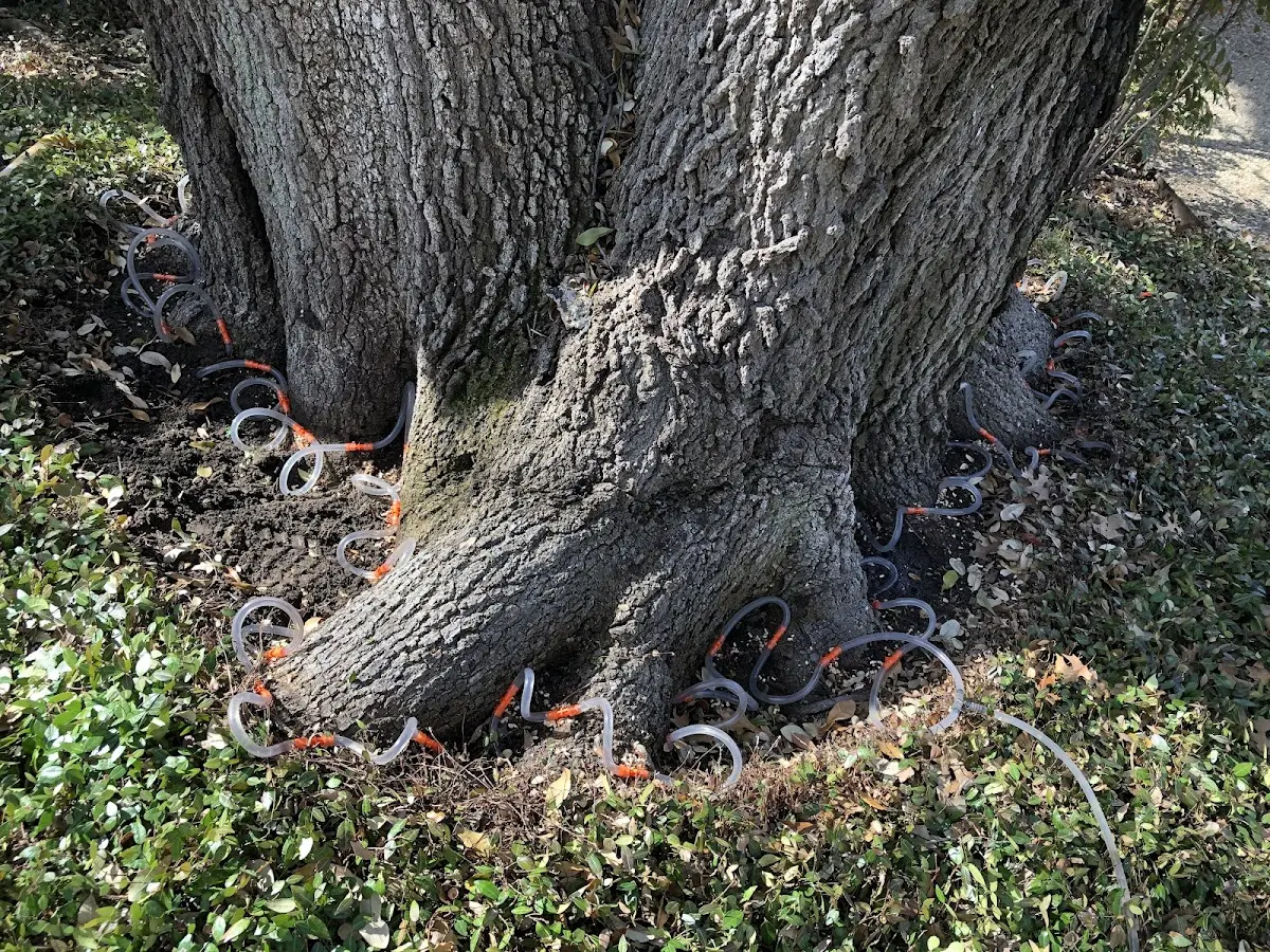 Detailed Shrub and Hedge Trimming job site in Omar