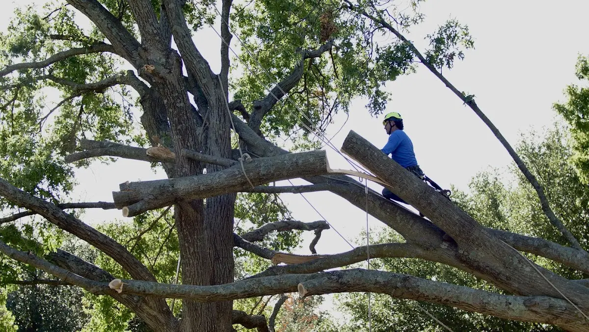 Professional Hazardous Tree Removal performed by certified arborists in Omar